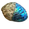 Fiordland Paua Shell - Medium Boxed